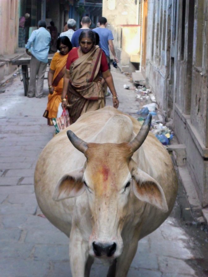Varanasi street cow